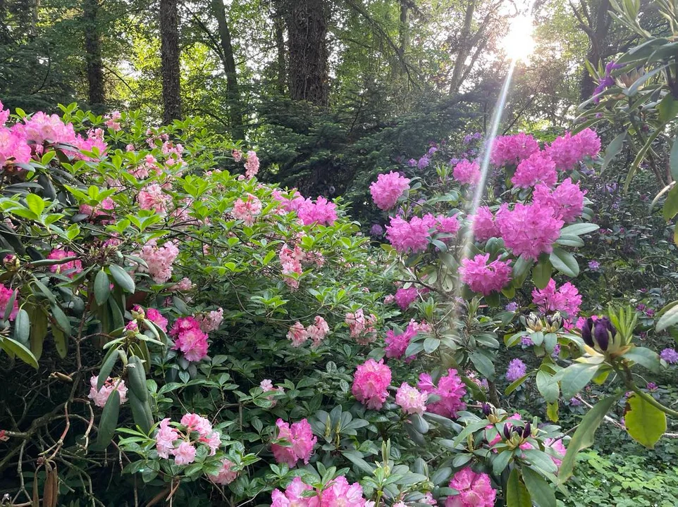 Arboretum Kórnickie