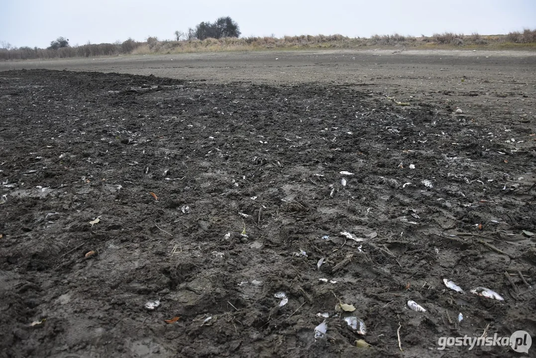 Właściciel posprzątał martwe ryby ze stawu w Żytowiecku. Kto winny całe sytuacji?