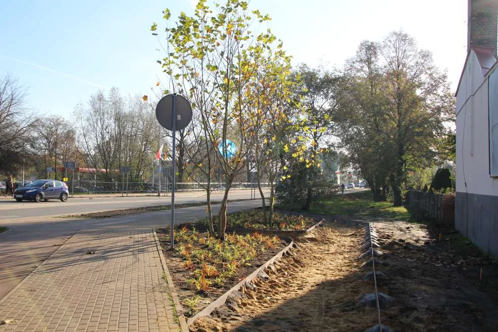 Nasadzenie zieleni w centrum Jarocina