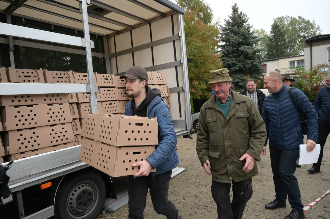 Wypuszczenie kuropatw w powiecie pleszewskim