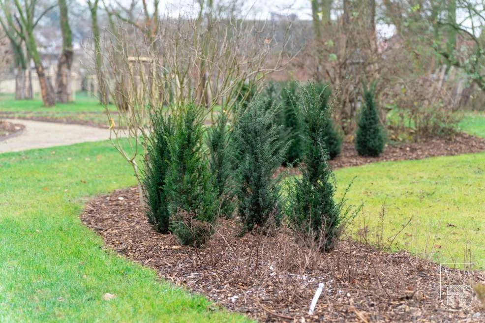 Rewitalizacja zabytkowego ogrodu przy plebanii w Wilkowyi