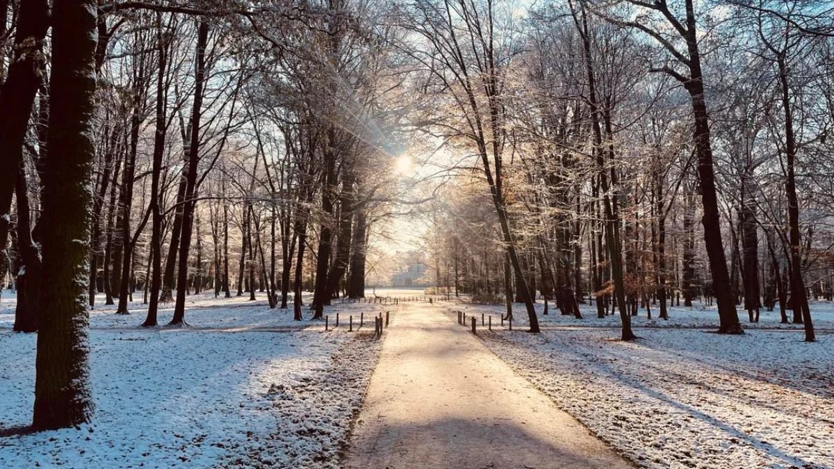 Magia wśród drzew