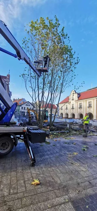 Sadzenie drzew na rynku w Jarocinie