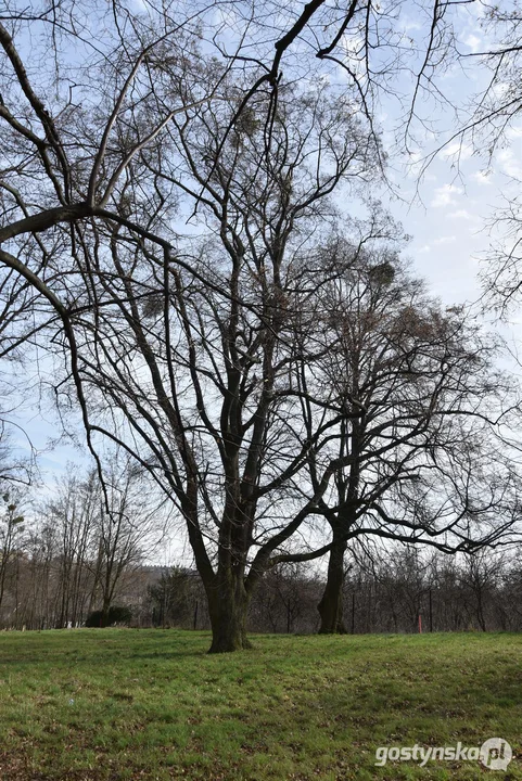 Odkryte ogrodzenie cmentarza żydowskiego w parku miejskim w  Gostyniu