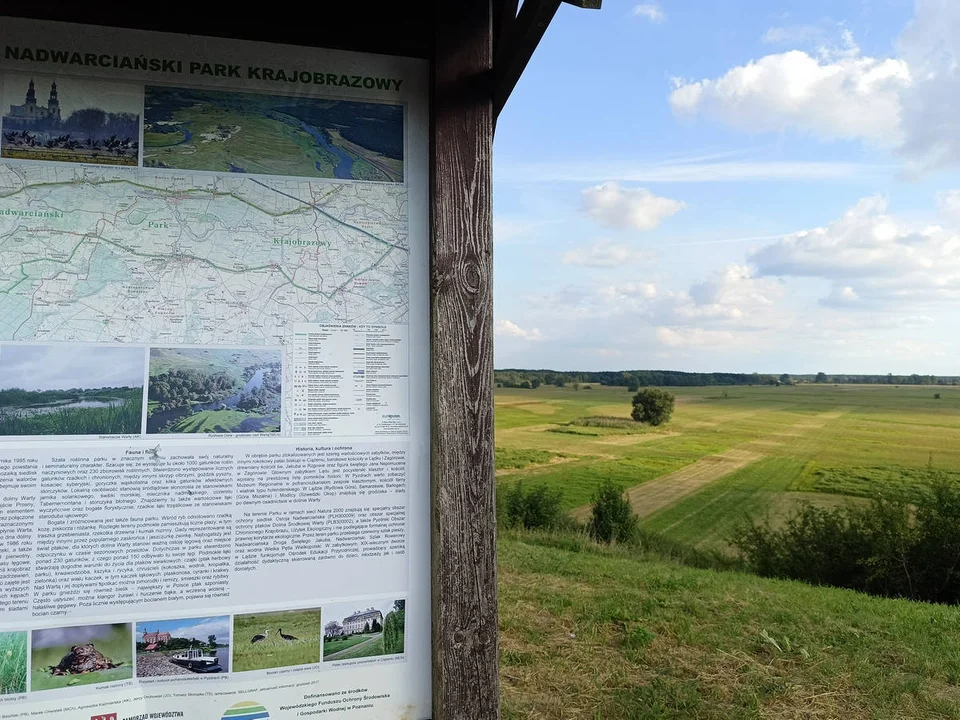 Wydmy śródlądowe koło Pyzdr w Nadwarciańskim Parku Krajobrazowym