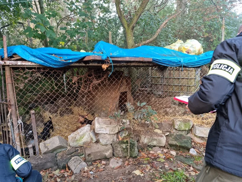 Właścicielowi grozi nawet 5 lat więzienia