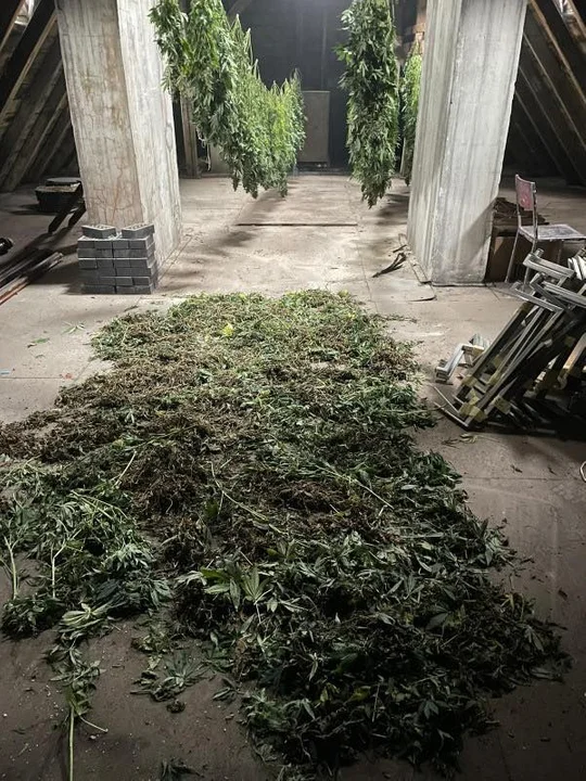 31-latek uprawiał marihuanę w stodole