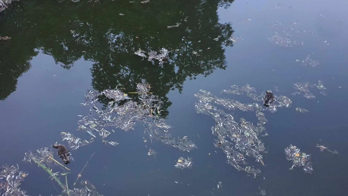 Mieszkaniec alarmuje: W stawie w parku w Jarocinie pływają nieżywe ptaki - Zdjęcie główne