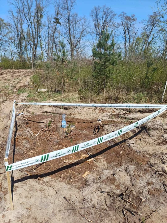 Podczas sadzenia lasu w Karcu leśnicy odkryli pocisk artyleryjski