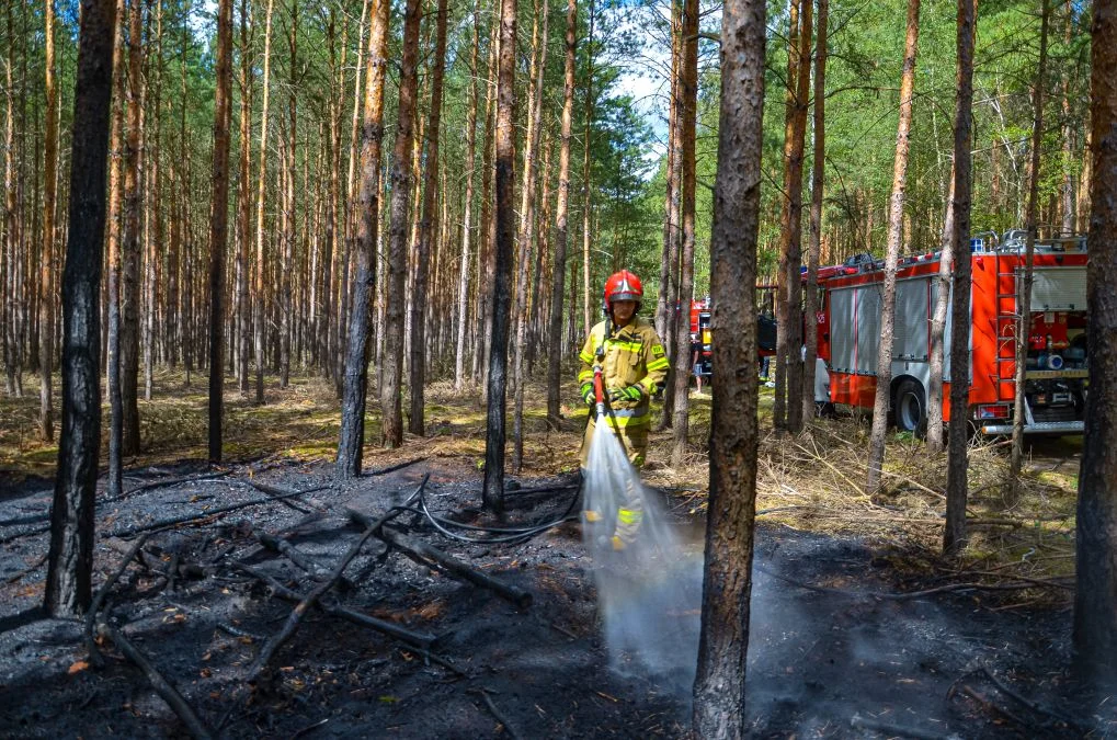 Pożary lasów w gminie Jarocin