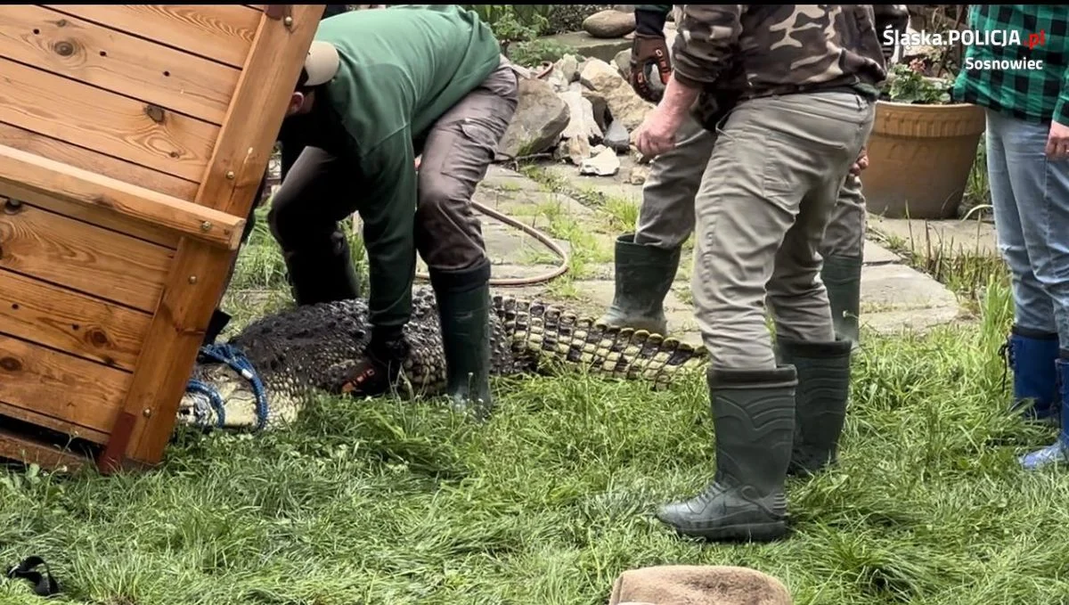 Przetrzymywał krokodyla w domu jednorodzinnym. Zwierzę trafiło do ZOO w Poznaniu