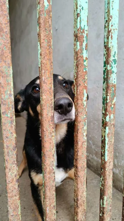 Kontrola w schronisku dla zwierząt w Radlinie