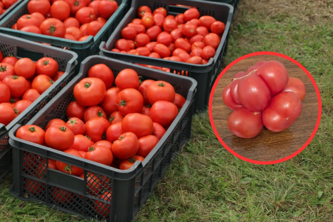 Konkurs na najdziwniejszego i najcięższego pomidora