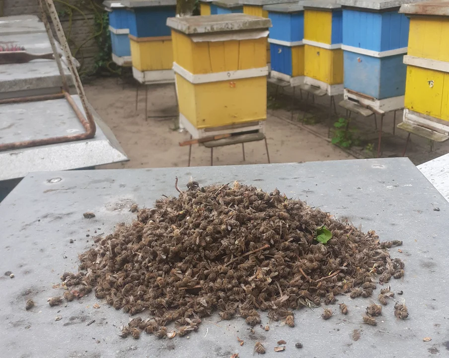 Martwe pszczoły w okolicy Kowalewa i Pleszewa