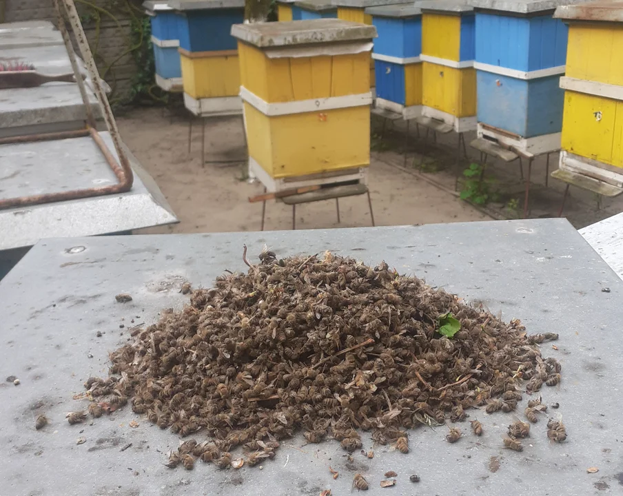 Martwe pszczoły w powiecie pleszewskim. Są wyniki Państwowego Instytutu Weterynaryjnego - Zdjęcie główne