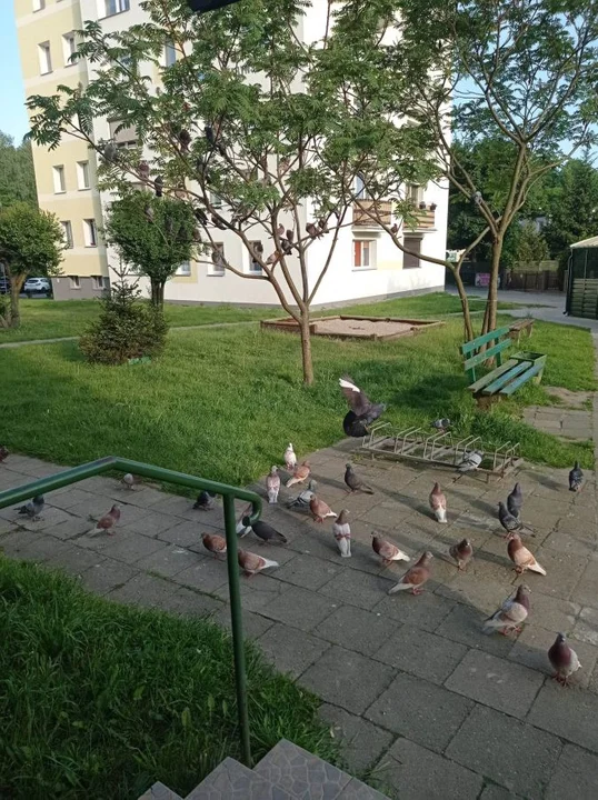 "Nie ma serca nie karmić gołąbków" - horror mieszkańców trzech bloków w Jarocinie - Zdjęcie główne