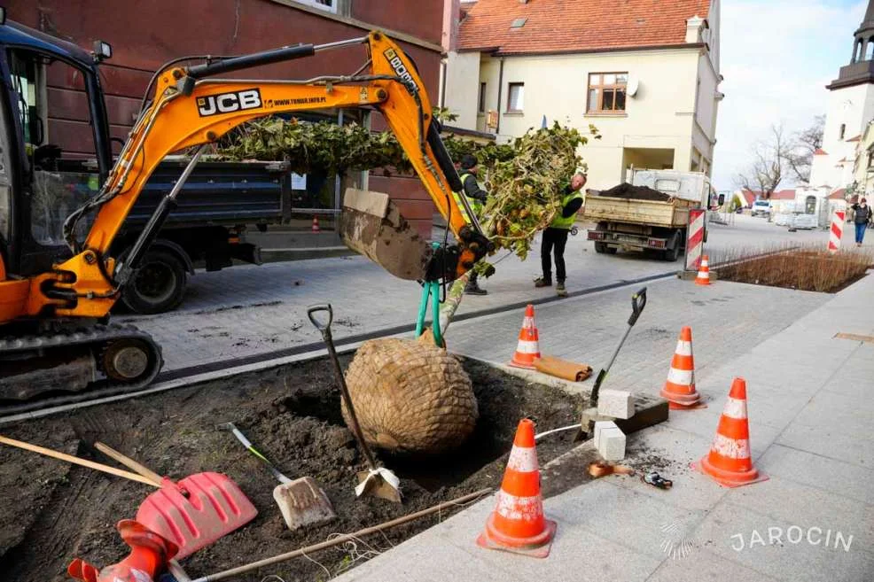 Nasadzenie zieleni w centrum Jarocina