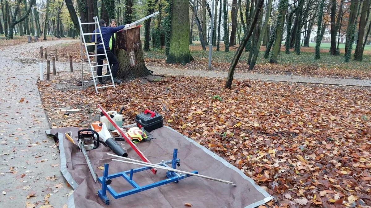 Zaznaczą ważne dla Jarocina daty na pniu dębu w parku Radolińskich