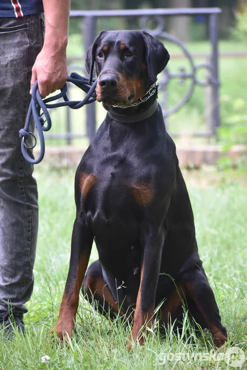 Rokosowo Horse Show - dzień drugi