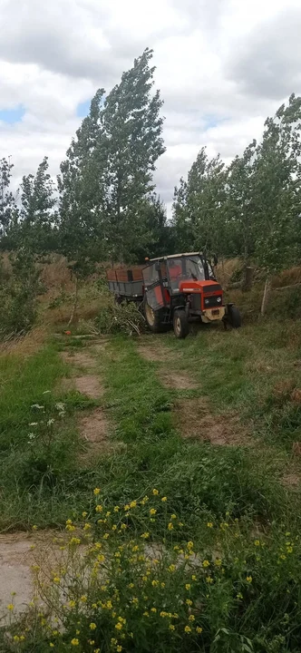 Schronisko dla Zwierząt w Dalabuszkach (gm. Gostyń) ma nowy wybieg dla psów