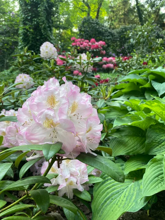 Arboretum Kórnickie