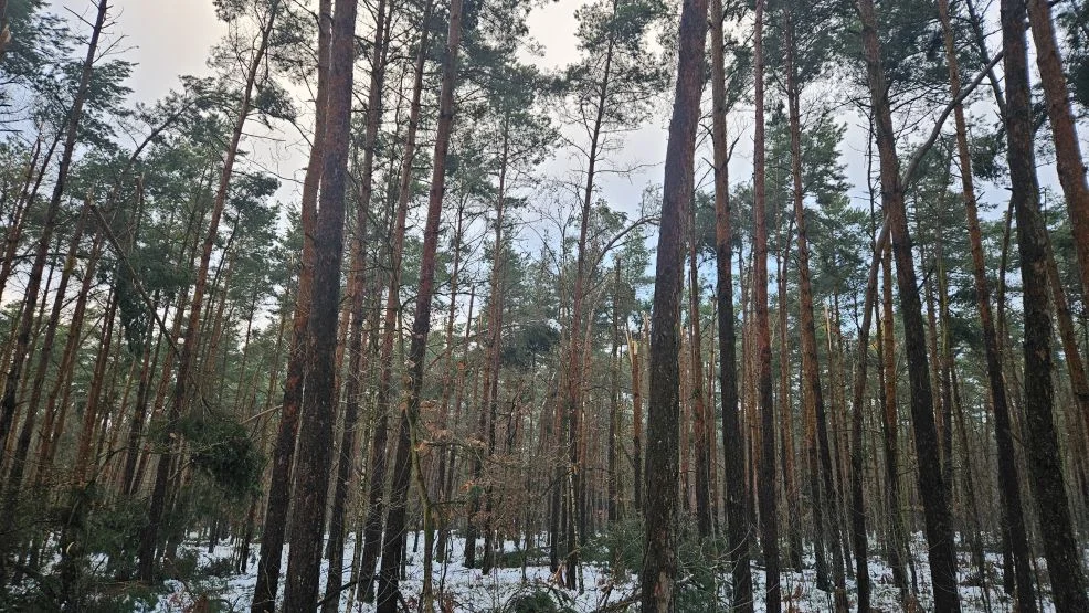 Jarocińskie lasy zniszczone przez okiść