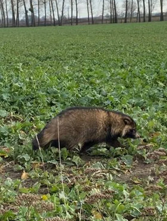 Jenot w okolicach Radlińca i Radlina