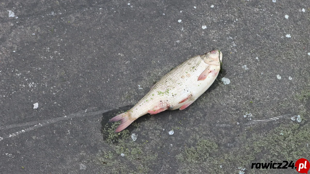 Martwe ryby w Orli. Są wstępne ustalenia - Zdjęcie główne