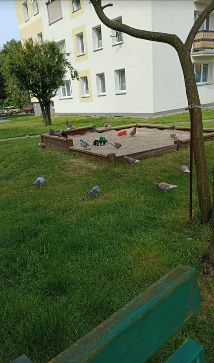 "Nie ma serca nie karmić gołąbków" - horror mieszkańców trzech bloków w Jarocinie