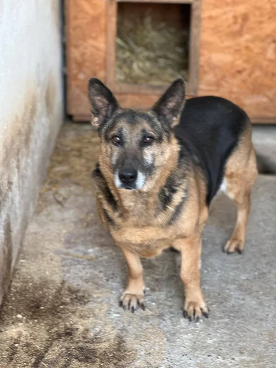 Zima i mrozy w schronisku dla zwierząt w Radlinie