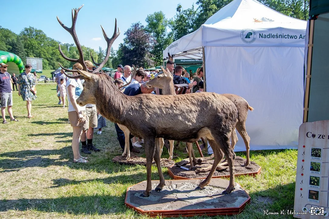 Festiwal Lasu 2022 był bardzo udaną imprezą