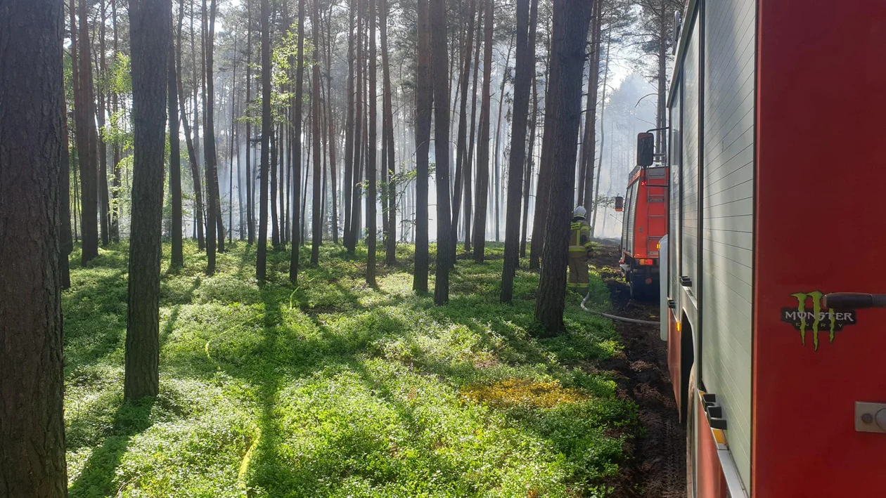 Gasili pożar lasu w Nowolipsku