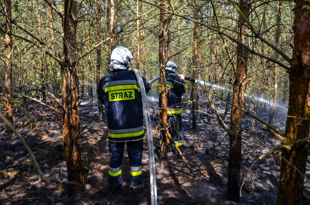 Pożary lasów w powiecie jarocińskim. Strażacy w akcji - Zdjęcie główne