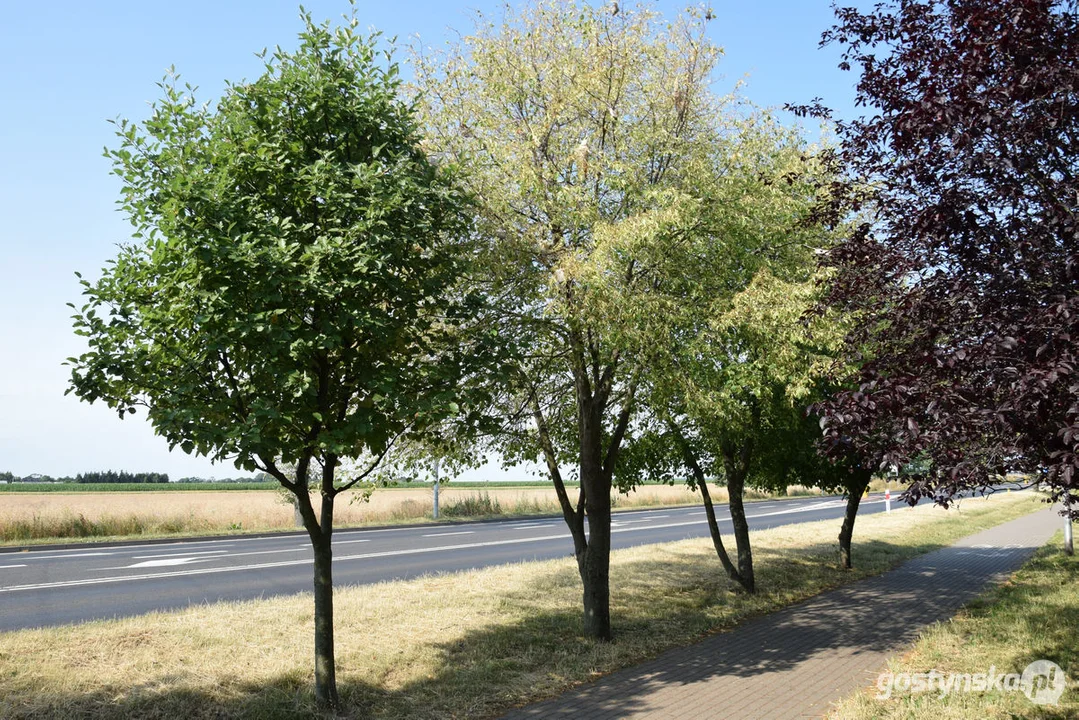 Kokony - oprzędy i gąsienice na lipach w Gostyniu