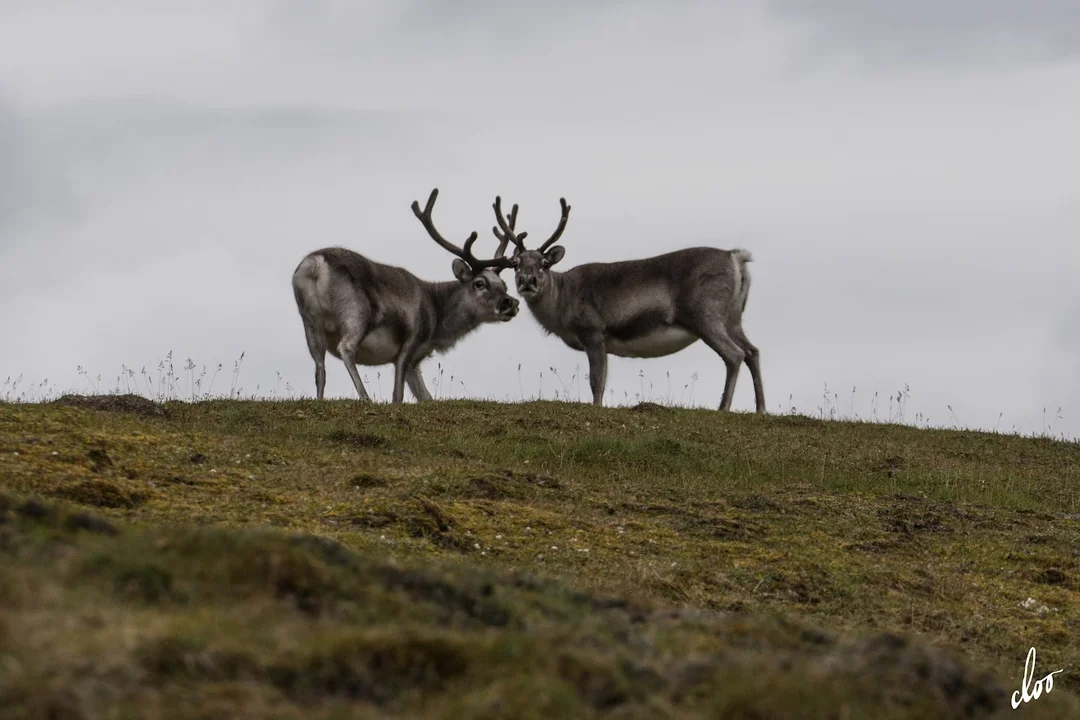 Wyprawa pleszewian na Spitsbergen