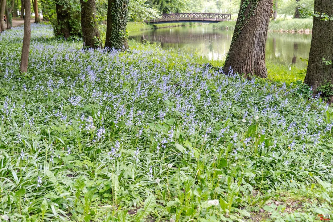 Niezwykły widok w Pleszewie. Dywany cebulic dosłownie zalały Planty