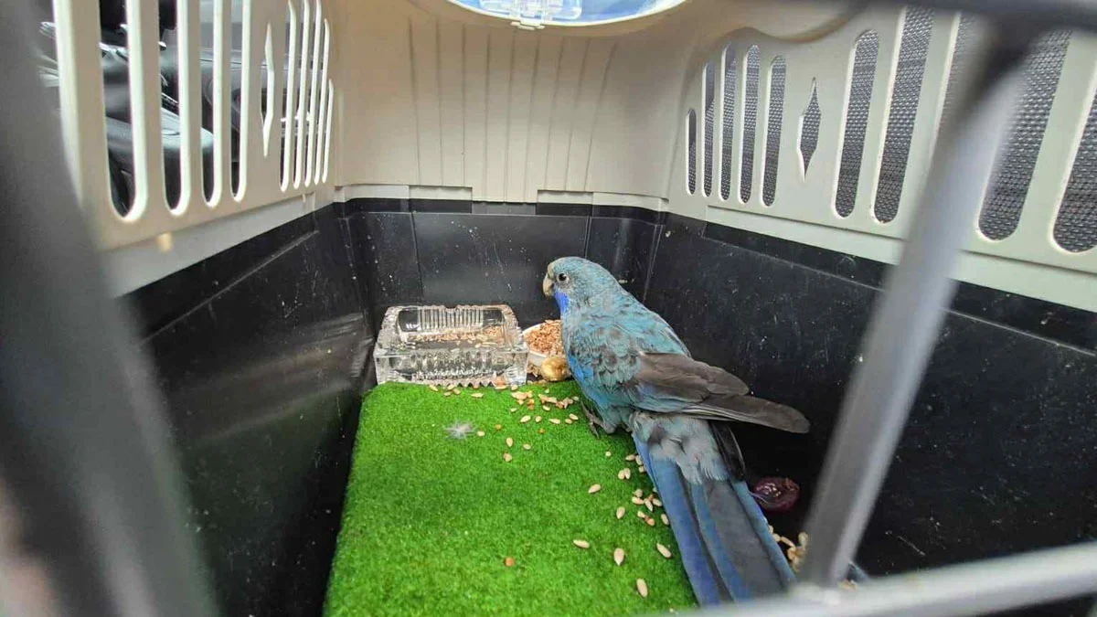 Papuga po długim świątecznym weekendzie wpadła do marketu w Gostyniu