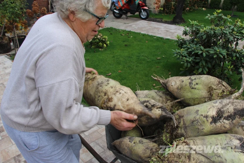 Pleszewianin wyhodował gigantyczne buraki