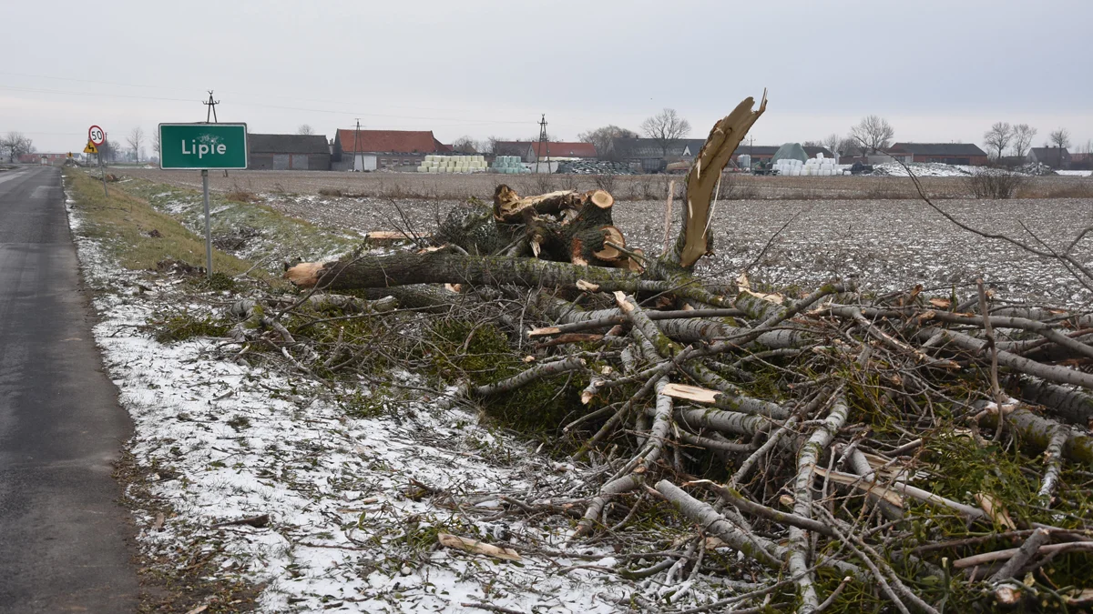 Wycinka 125 przy drogach powiatowych w gminach Pępowo i Piaski