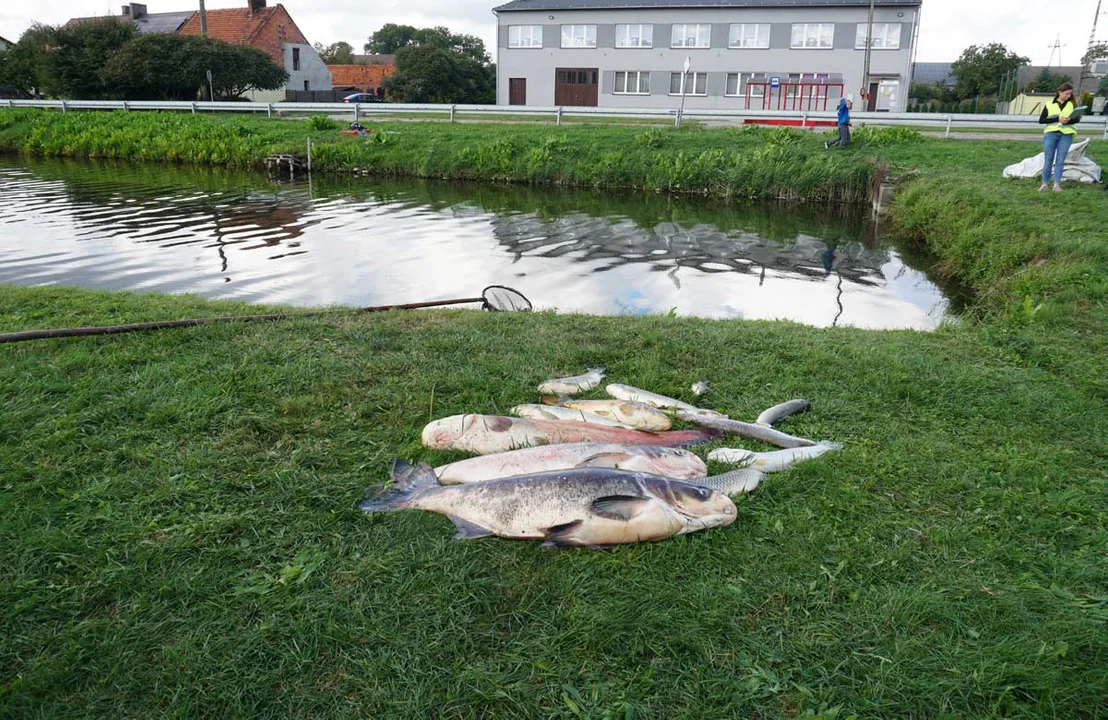 Co zabiło ryby w stawie w Kromolicach, w gminie Pogorzela? Służby badają sprawę, mieszkańcy wyławiają setki martwych okazów. - Zdjęcie główne