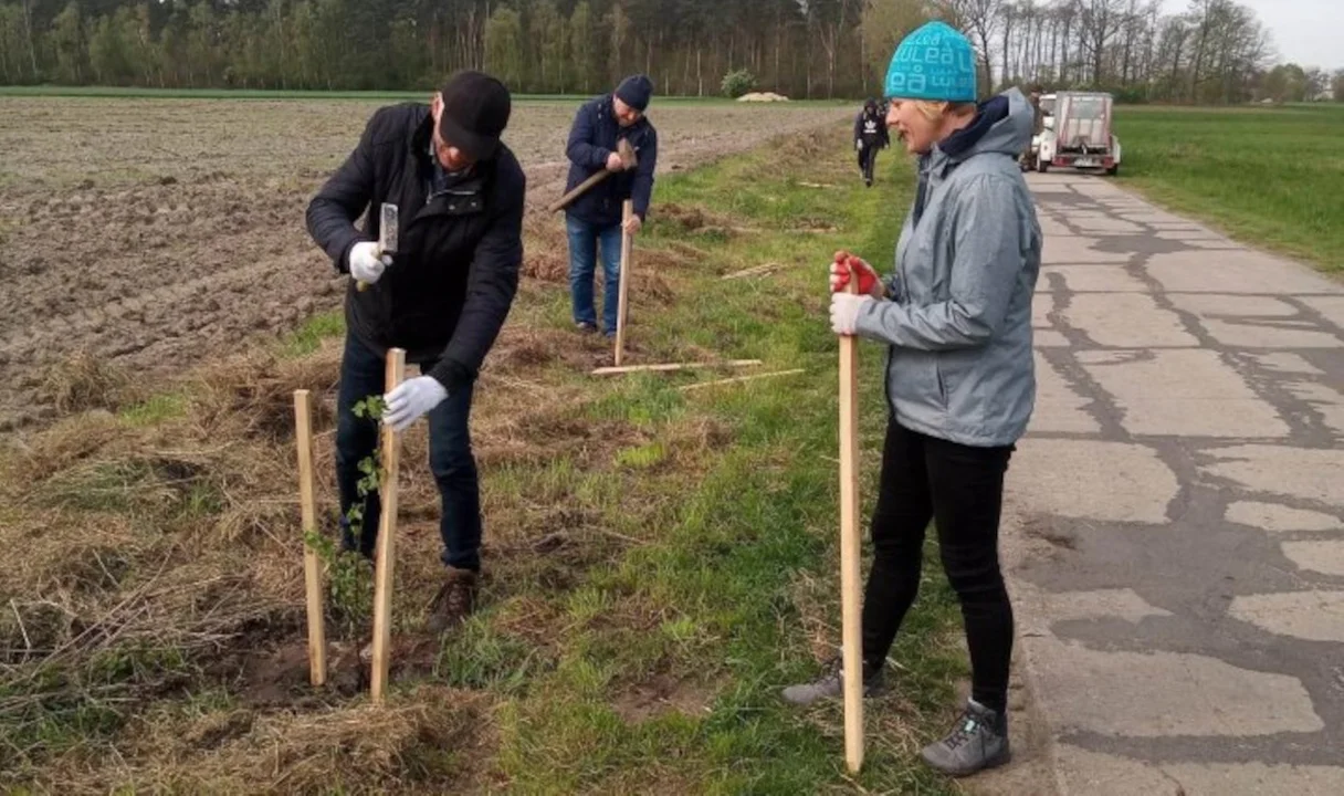 Posadzili blisko 100 drzew przy drodze w gminie Krotoszyn [ZDJĘCIA] - Zdjęcie główne