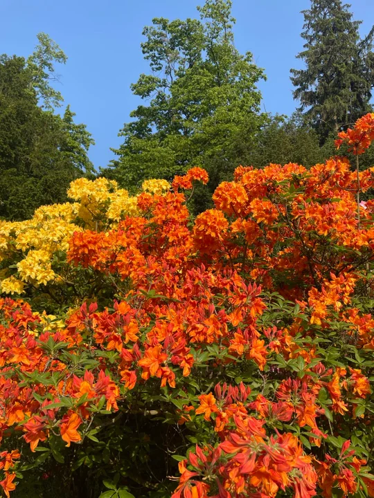 Arboretum Kórnickie