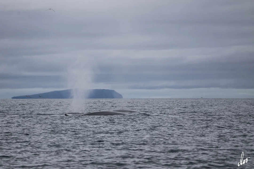 Wyprawa pleszewian na Spitsbergen