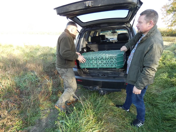 Wypuścili kuropatwy na terenie powiatu pleszewskiego