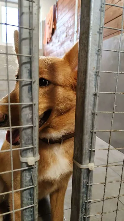 Kontrola w schronisku dla zwierząt w Radlinie