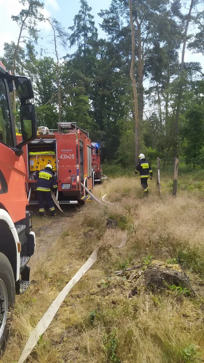 Pożar w podgostyńskim lesie