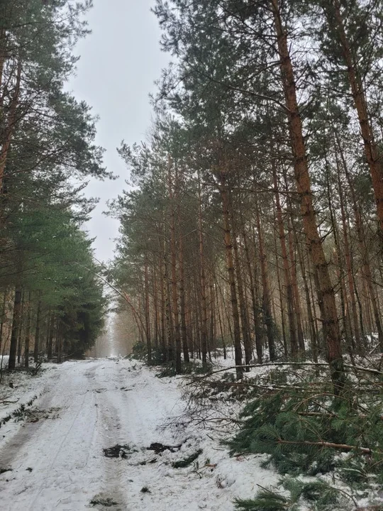 Jarocińskie lasy zniszczone przez okiść