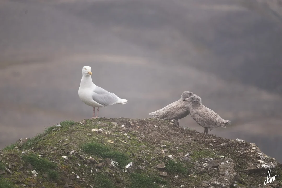 Wyprawa pleszewian na Spitsbergen