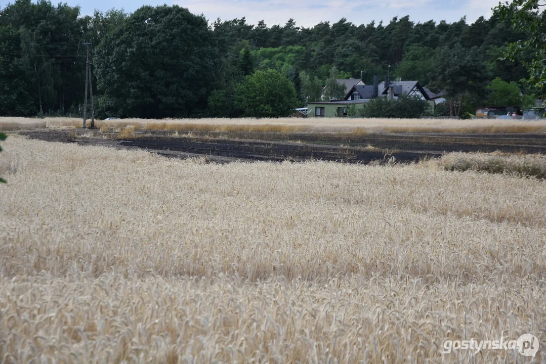 Pożar zboża w Poniecu i Kuczynie