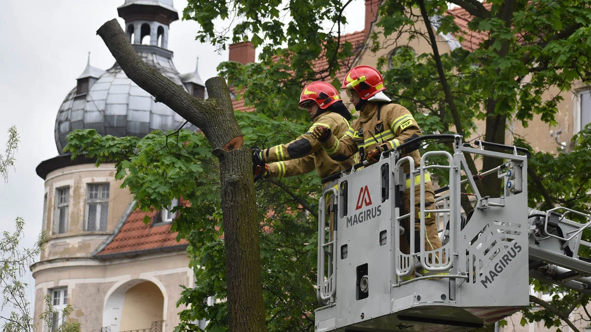 Usuwanie drzewa w gostyńskich plantach. Zagrażało życiu i mieniu